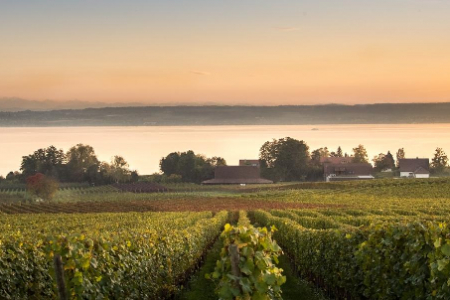 Weingut Aufricht